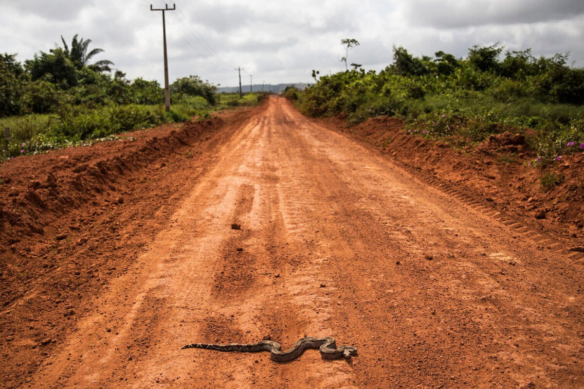 A road in the Alto Rio Guamá Indigenous Territory on the border between Pará and Maranhão states. Image by AP Photo/Rodrigo Abd.