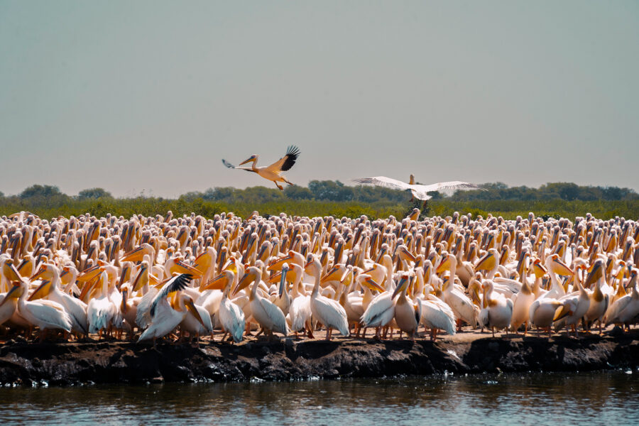 Great white pelicans (Pelecanus onocrotalus) at the Djoudj Bird Sanctuary in Senegal.