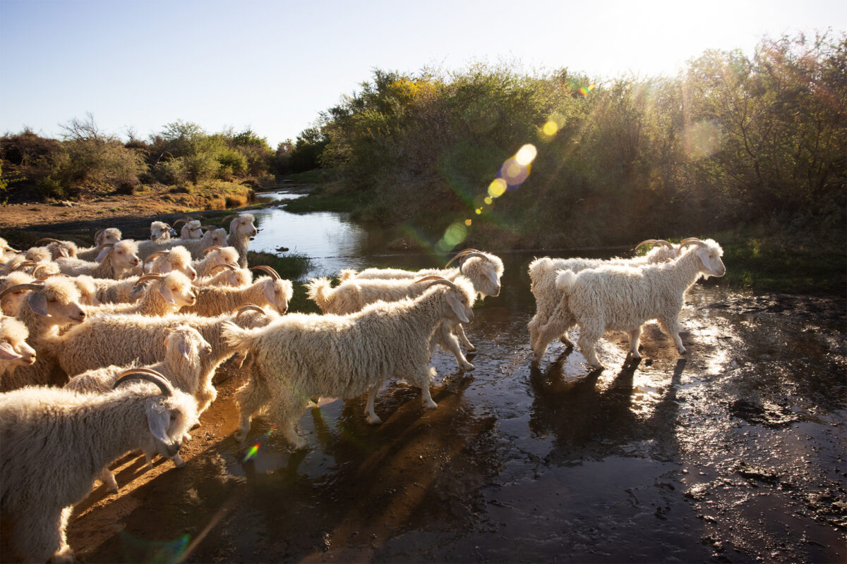 Angora goats, which produce mohair. Image © Samantha Reinders.
