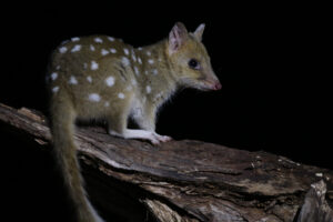 An Australian eastern quoll (Dasyurus viverrinus).