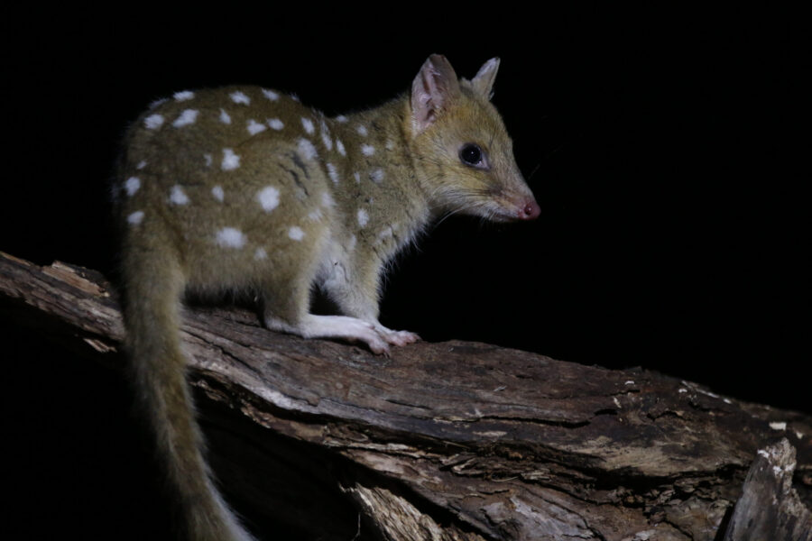 An Australian eastern quoll (Dasyurus viverrinus).
